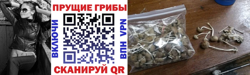 Псилоцибиновые грибы Psilocybine cubensis наркошоп Грязовец